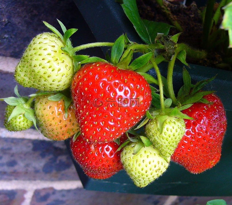 草莓,草莓果实,草莓植株