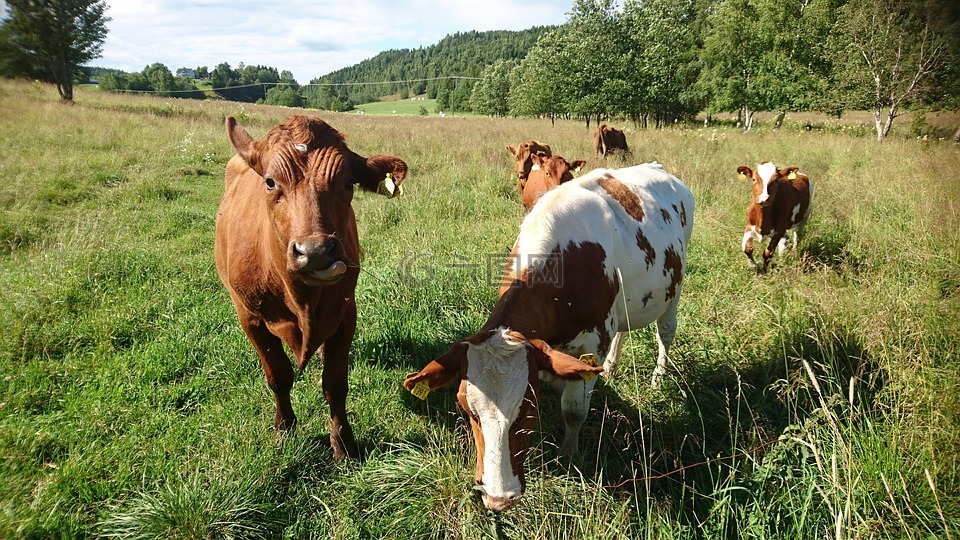 母牛,瑞典,什么一个美好的一天