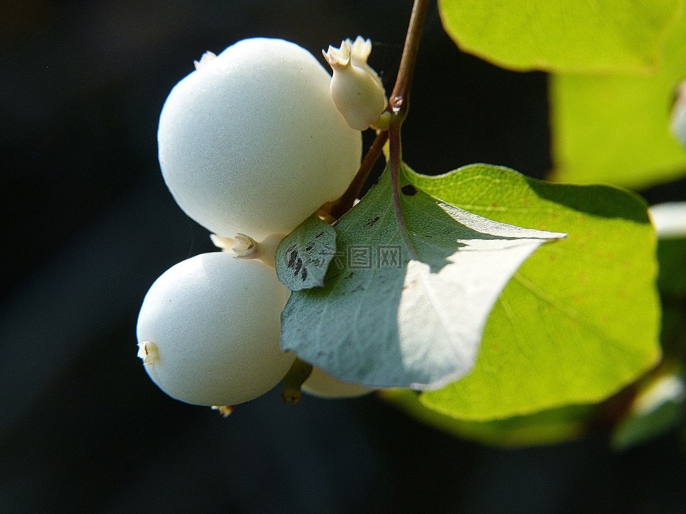 常见的 snowberry,symphoricarpas 黄鳝,玩具鱼雷