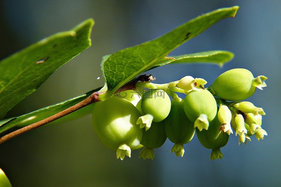 常见的 snowberry,symphoricarpas 黄鳝,玩具鱼雷