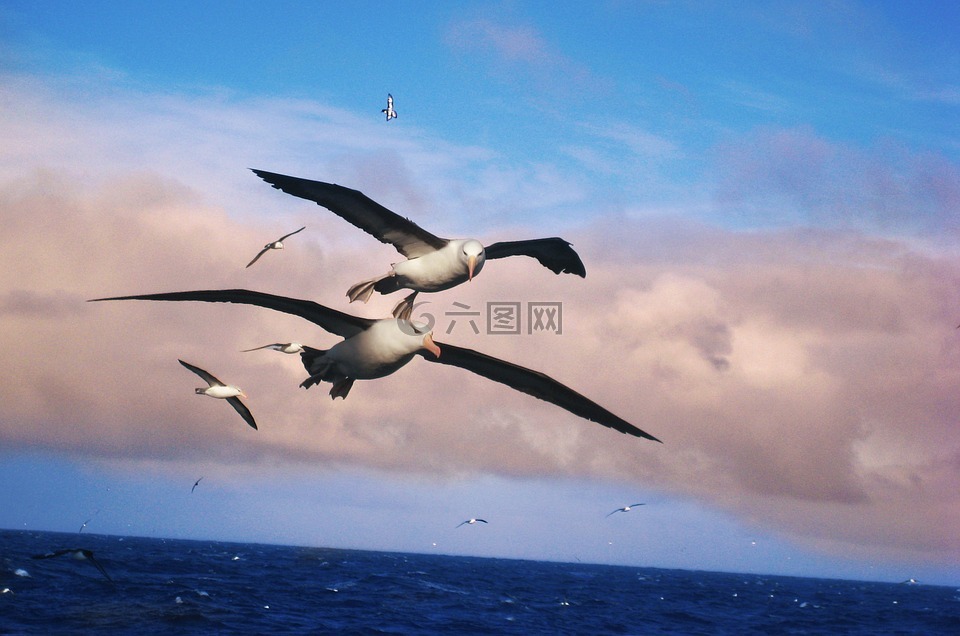 albatros,鸟,水生
