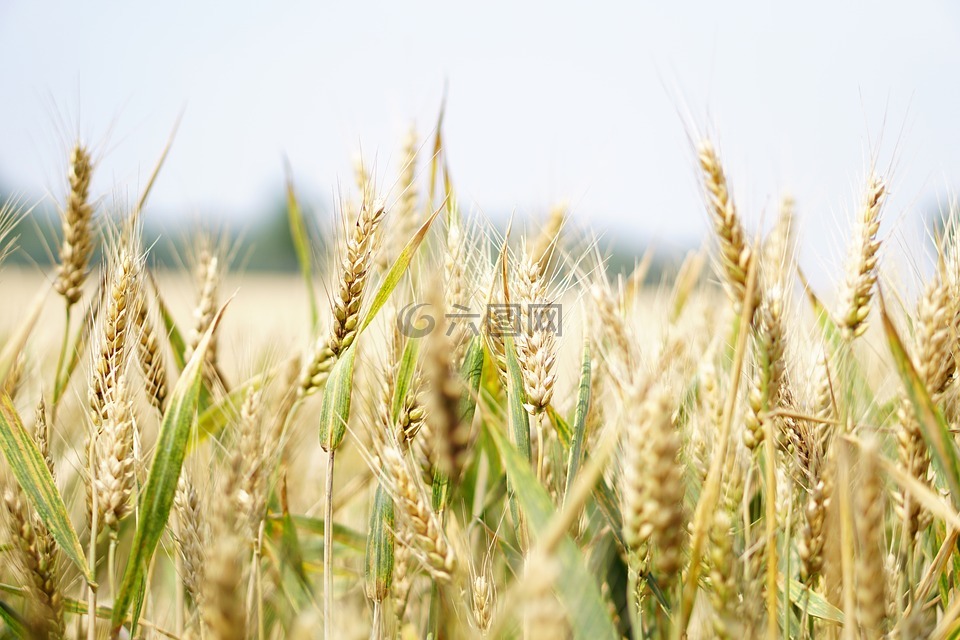 小麦,麦田,夏季
