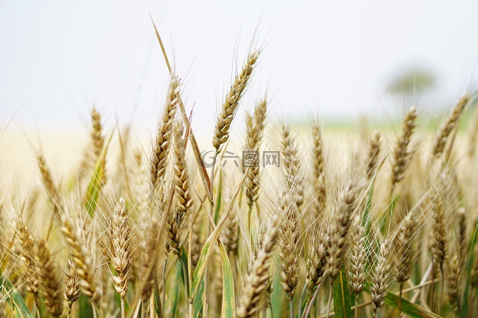 小麦,麦田,夏季