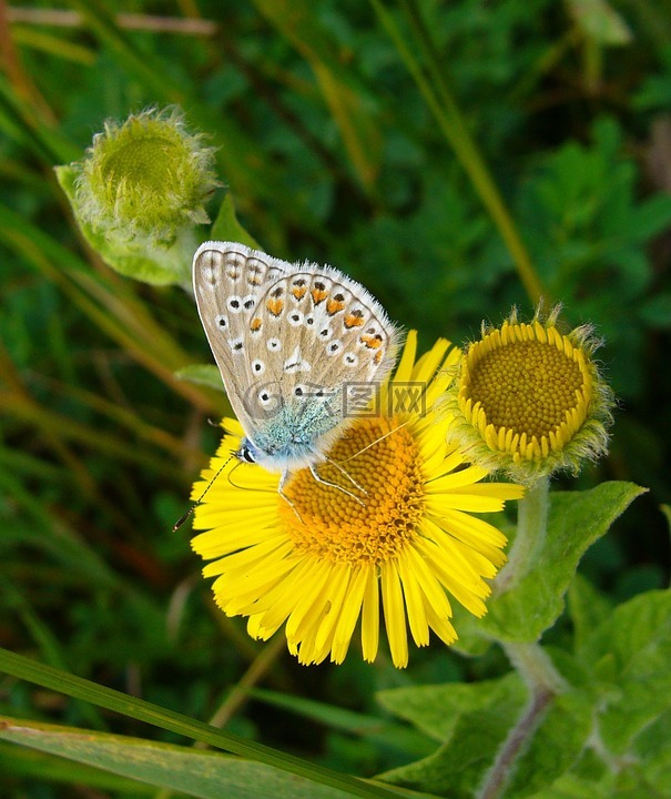 常见的蓝,蝴蝶,polyommatus 伊卡洛斯