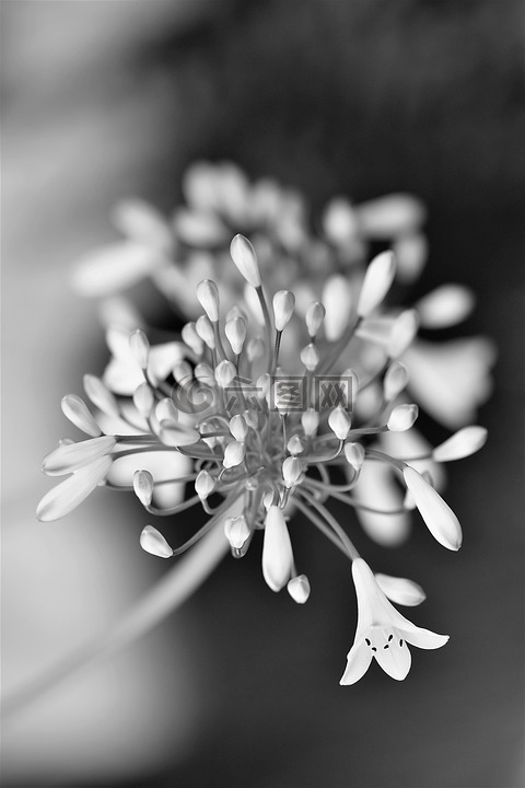 黑色和白色,花,开花