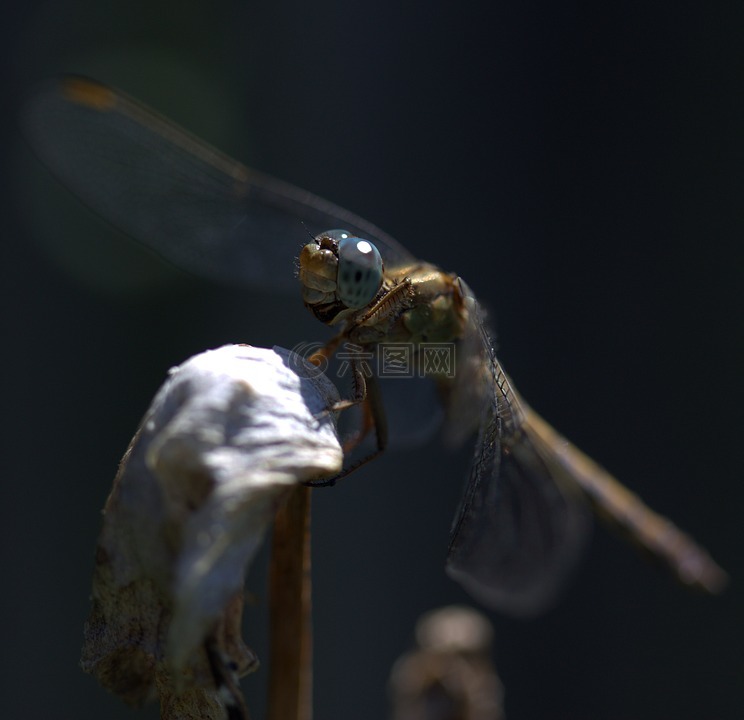 蜻蜓,昆虫纲,翅膀