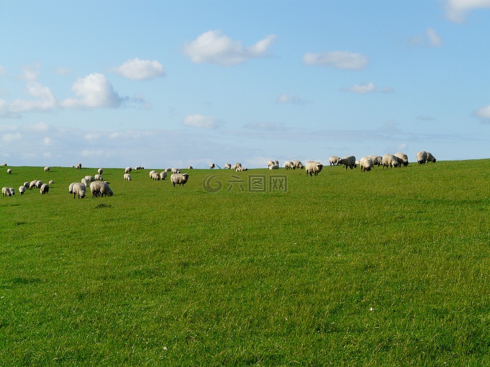羊群的羊,羊,rhön 羊