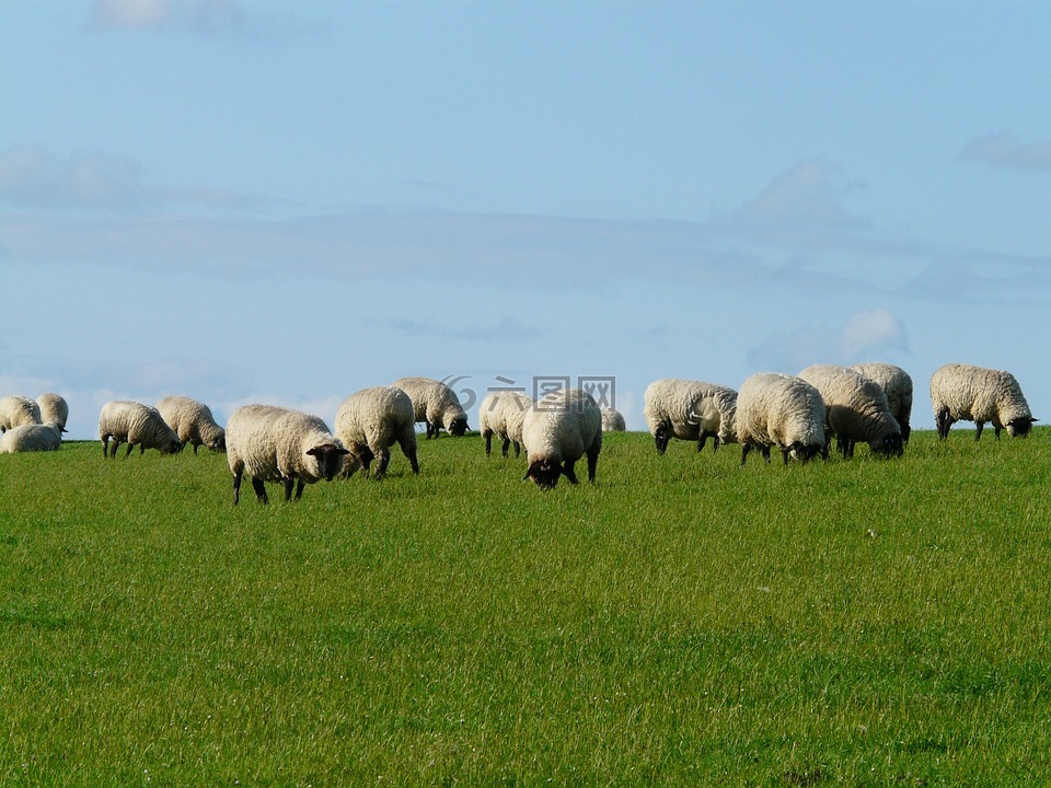 羊群的羊,羊,rhön 羊
