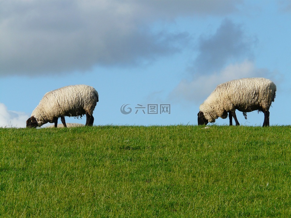 羊群的羊,羊,对