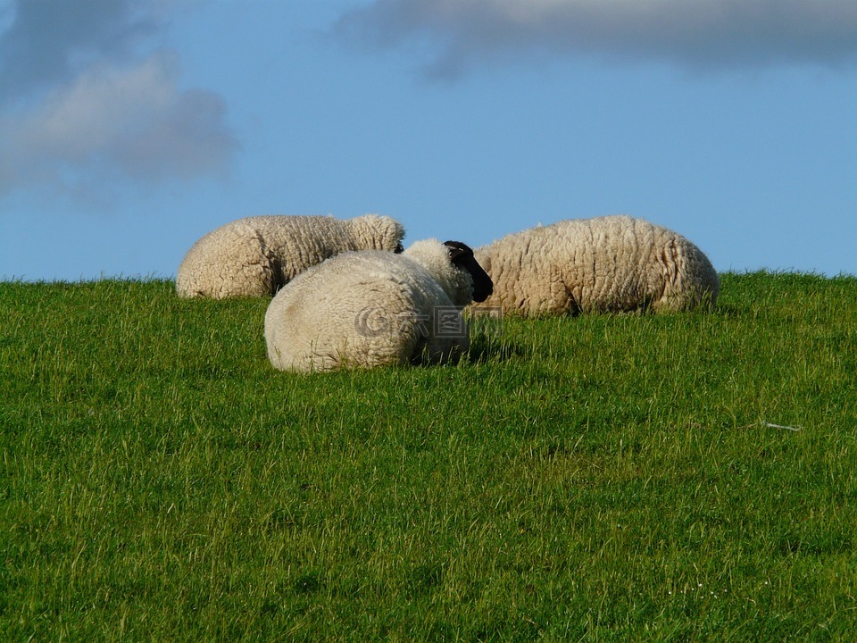 羊群的羊,羊,组