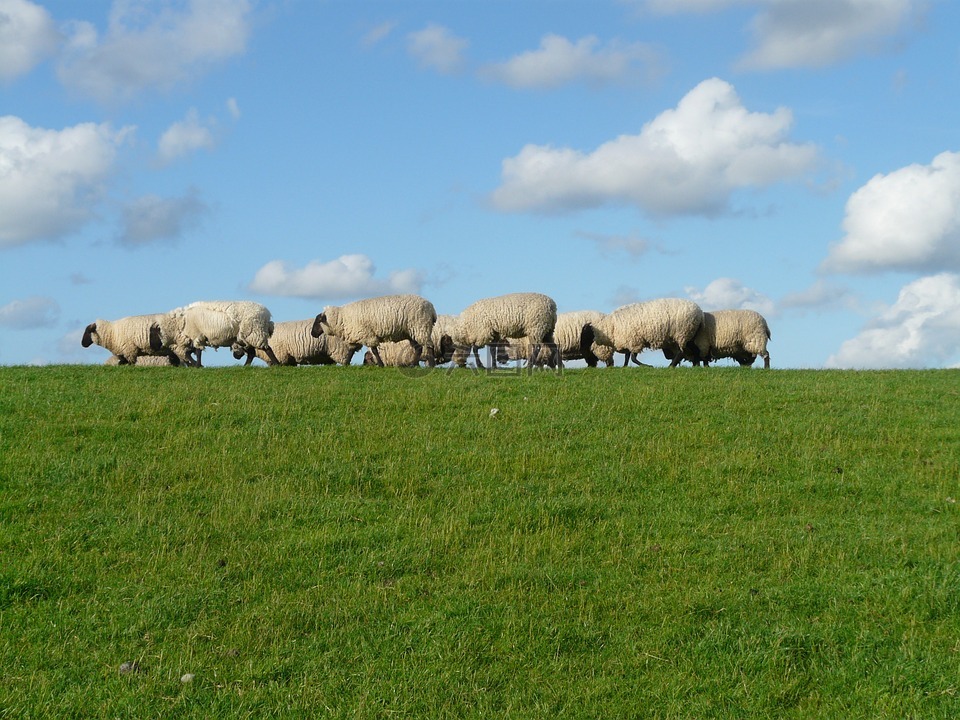 羊群的羊,组,羊