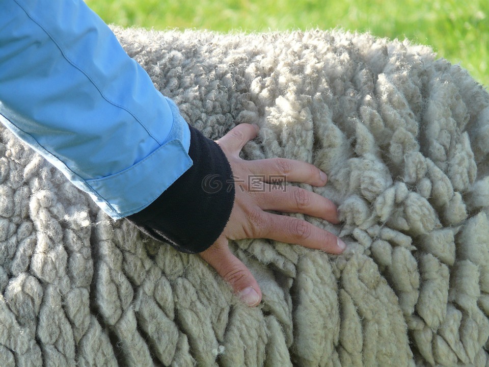 羊皮,毛皮,绵羊的毛