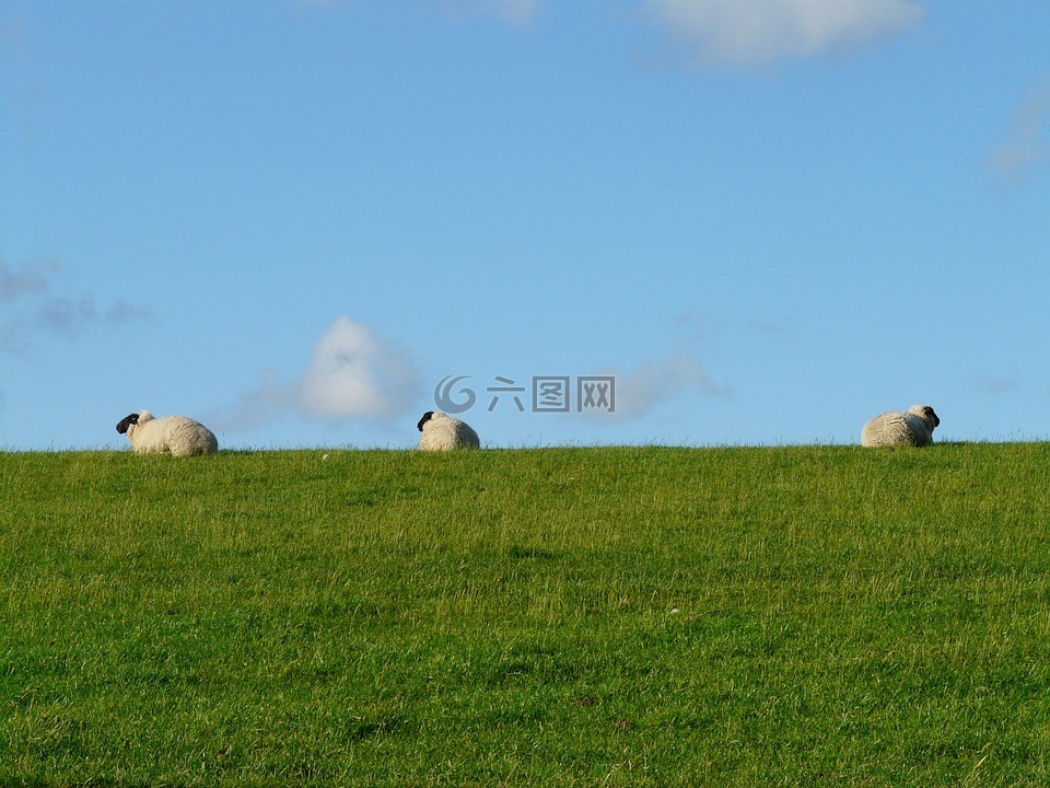 羊,组,休息