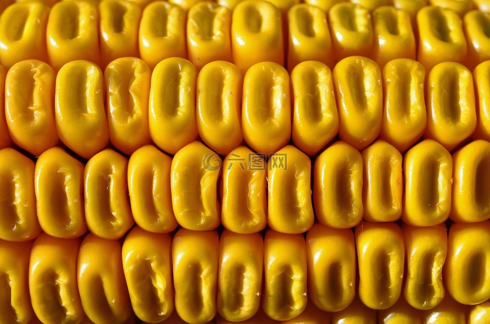 玉米,谷物,黄玉米