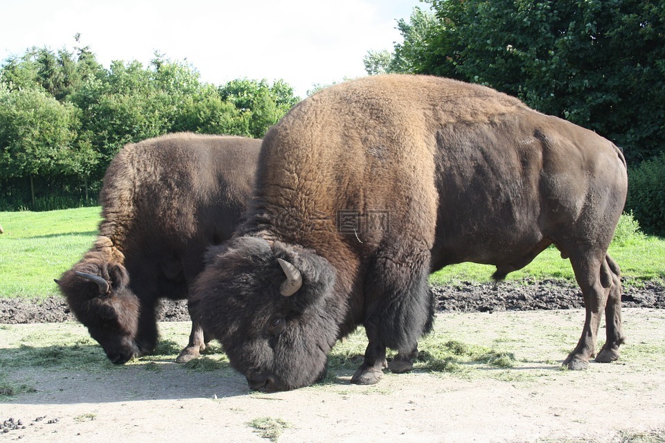 muskos,水牛城,吉夫斯库