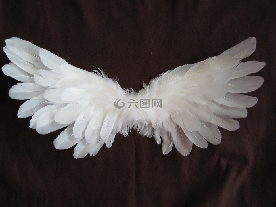 翼,羽毛,天使