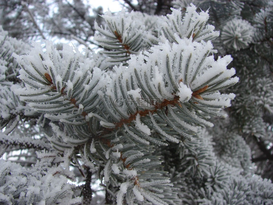 冬天,雪,松