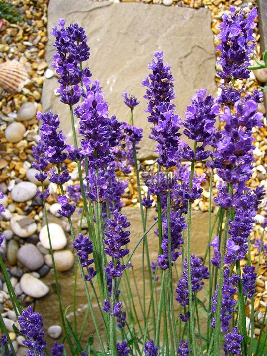薰衣草,花,紫色
