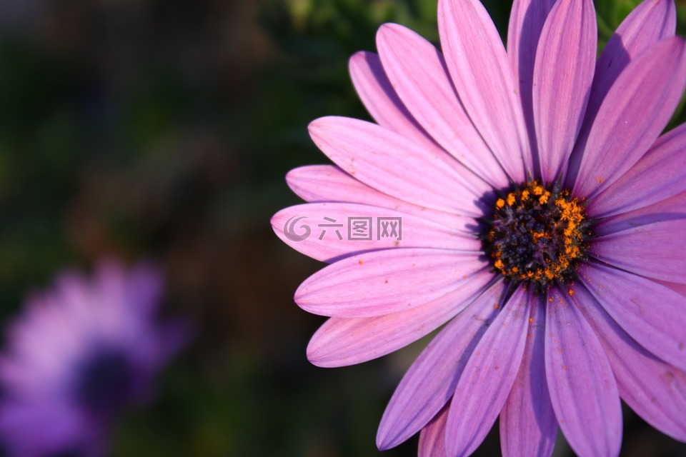 花,紫,粉色