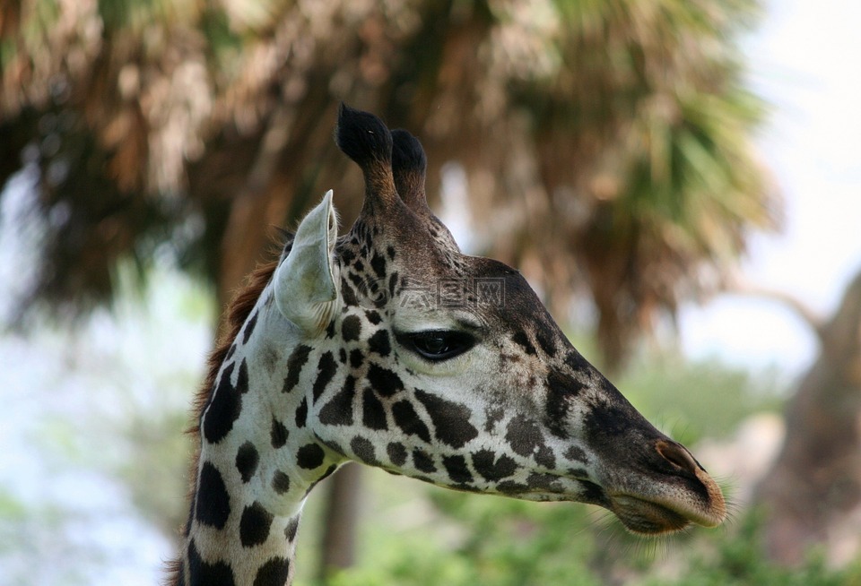长颈鹿,网眼,长长的脖子