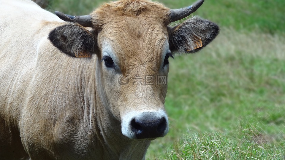 母牛,动物,牧场