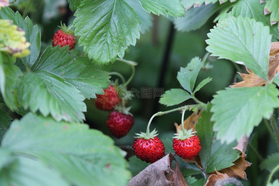 木草莓,草莓,厂