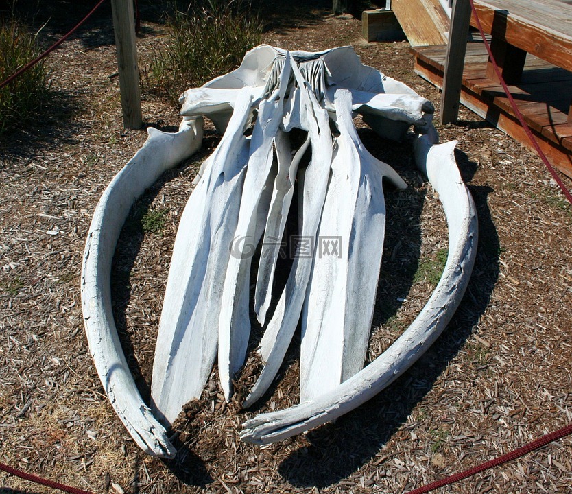 鲸鱼头骨鲸头骨