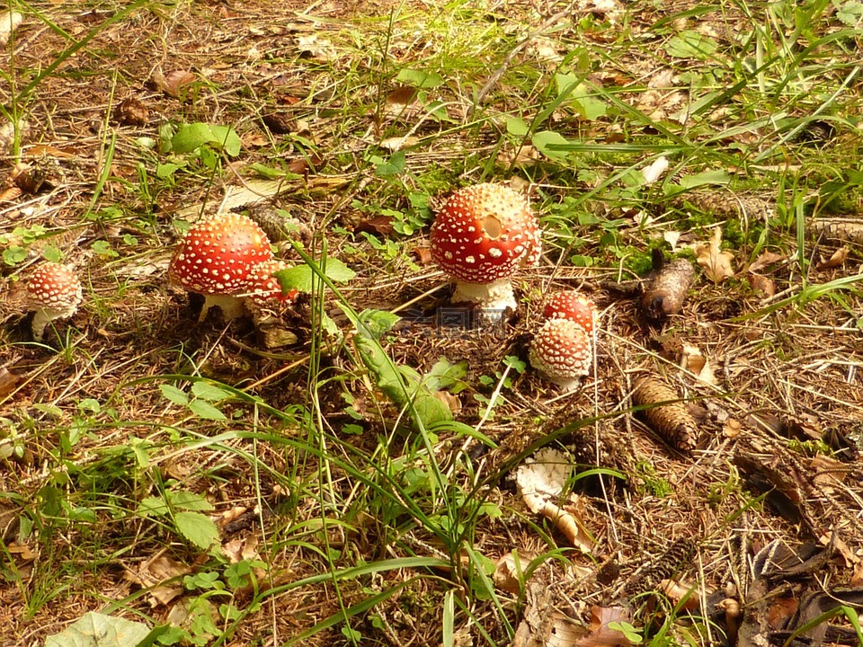 蘑菇,matryoshka,有毒