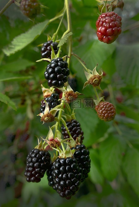 黑莓手机,浆果,水果