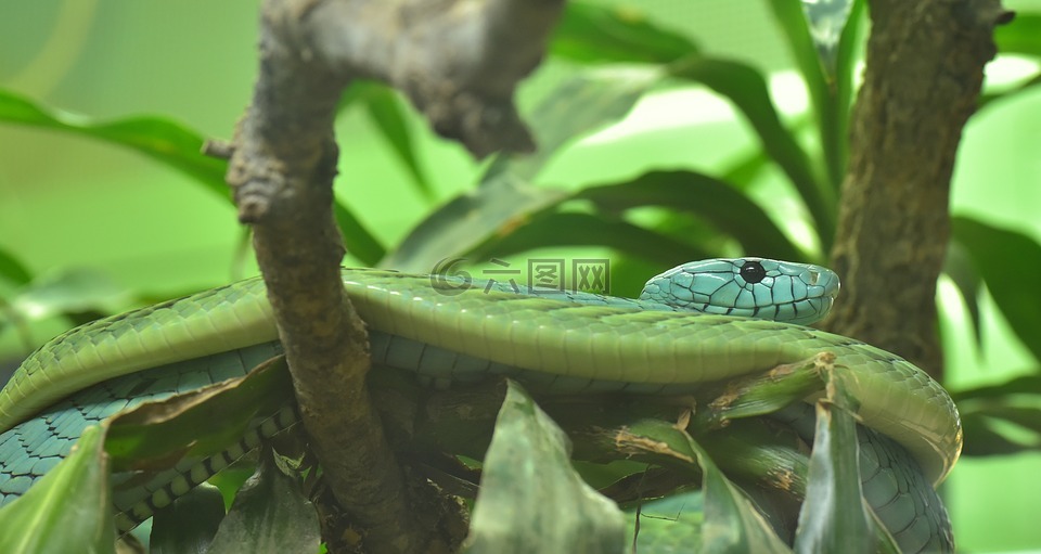 绿曼,眼镜蛇藻,真正的毒蛇