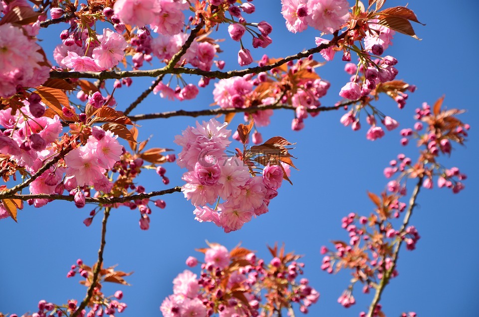 日本樱花,樱花,树