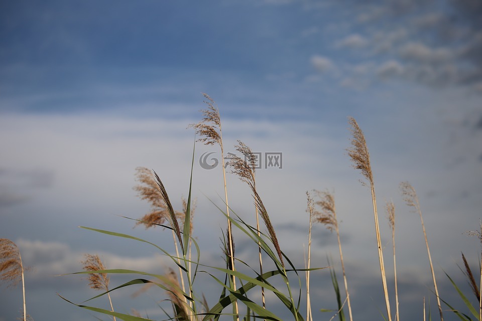 甘蔗,草,戏剧性的天空