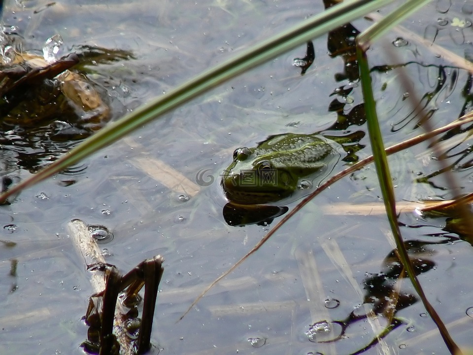 吕特里,湖,青蛙