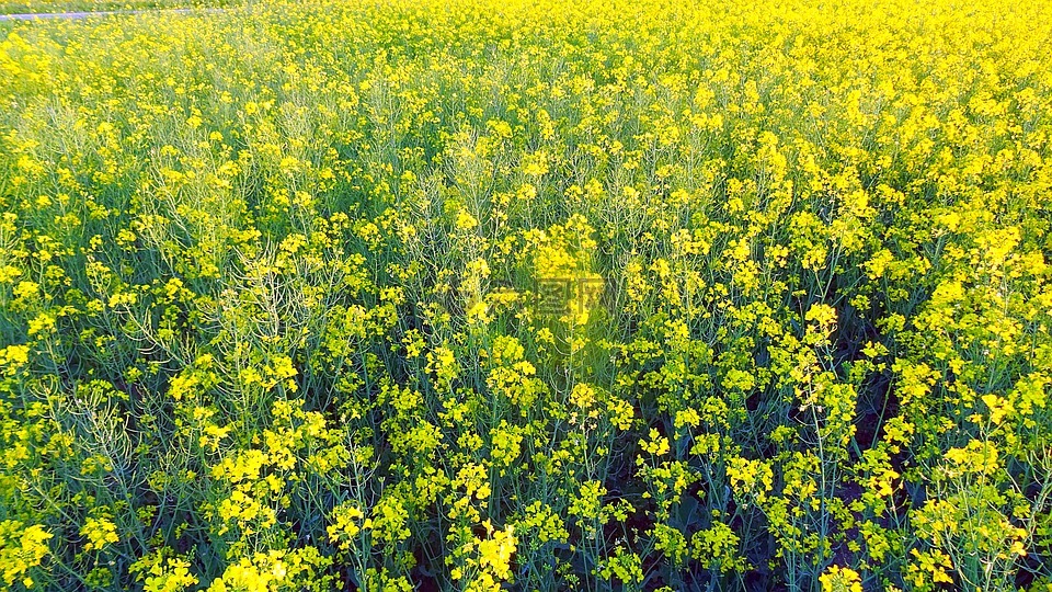 场,菜子,大自然