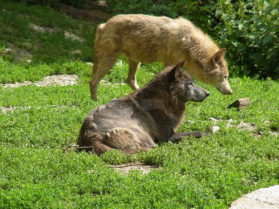 狼群,犬红斑狼疮,野生动物