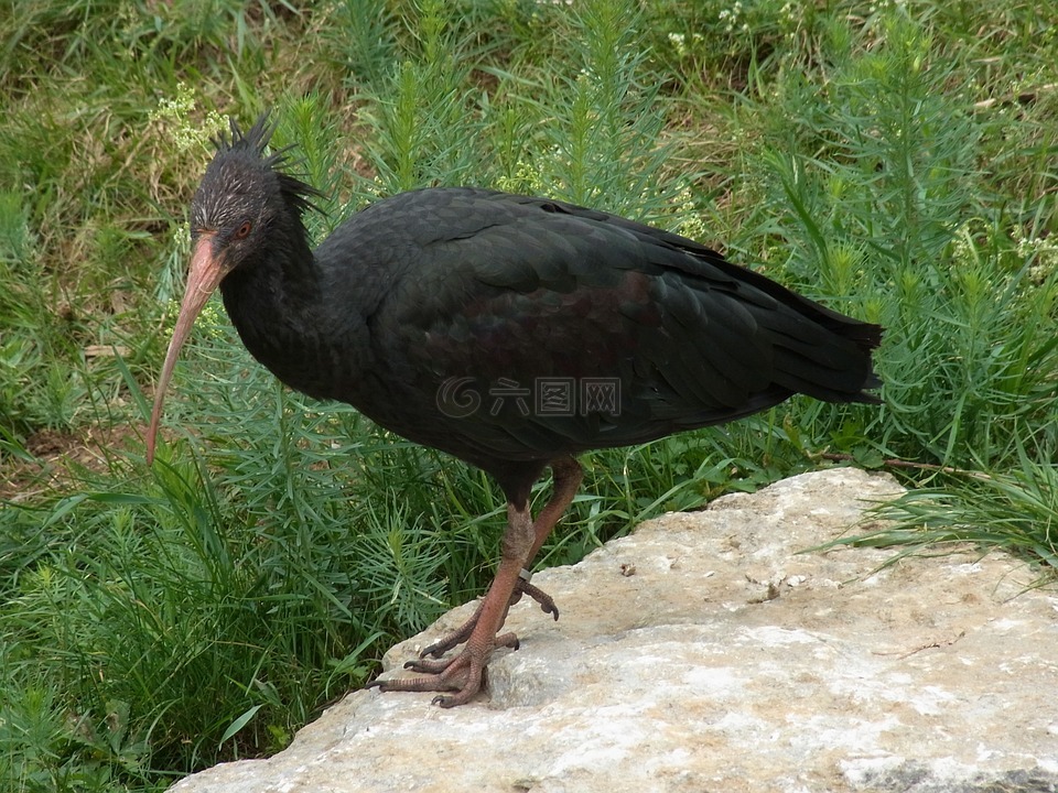 北部的光头 ibis,geronticus eremita,鸟