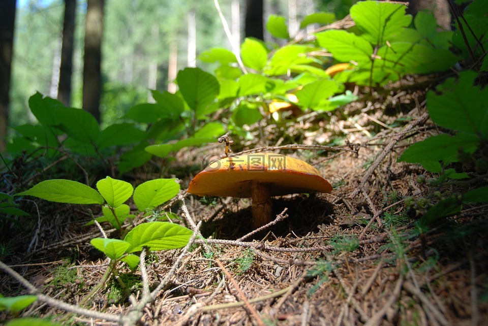 蘑菇,粘盖牛肝菌,黄金lärchenröhrling
