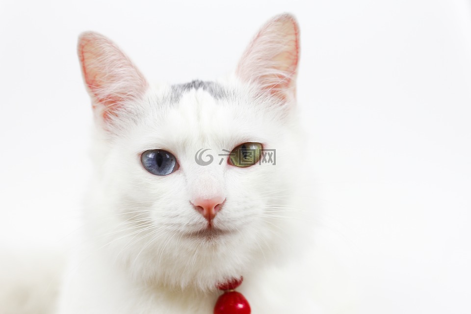 猫,铃铛,不同颜色的眼睛
