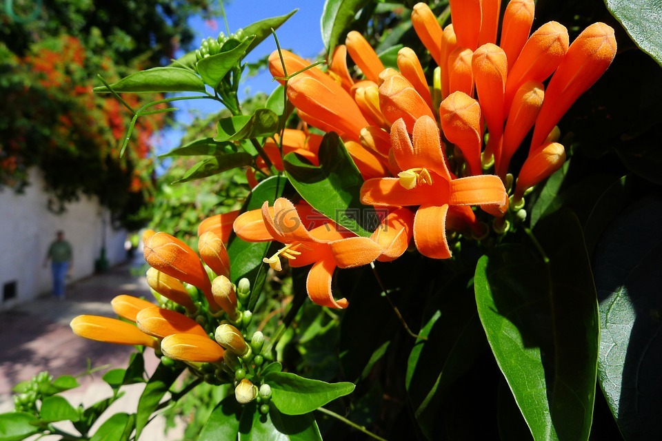 橙花,特内里费岛,胡同