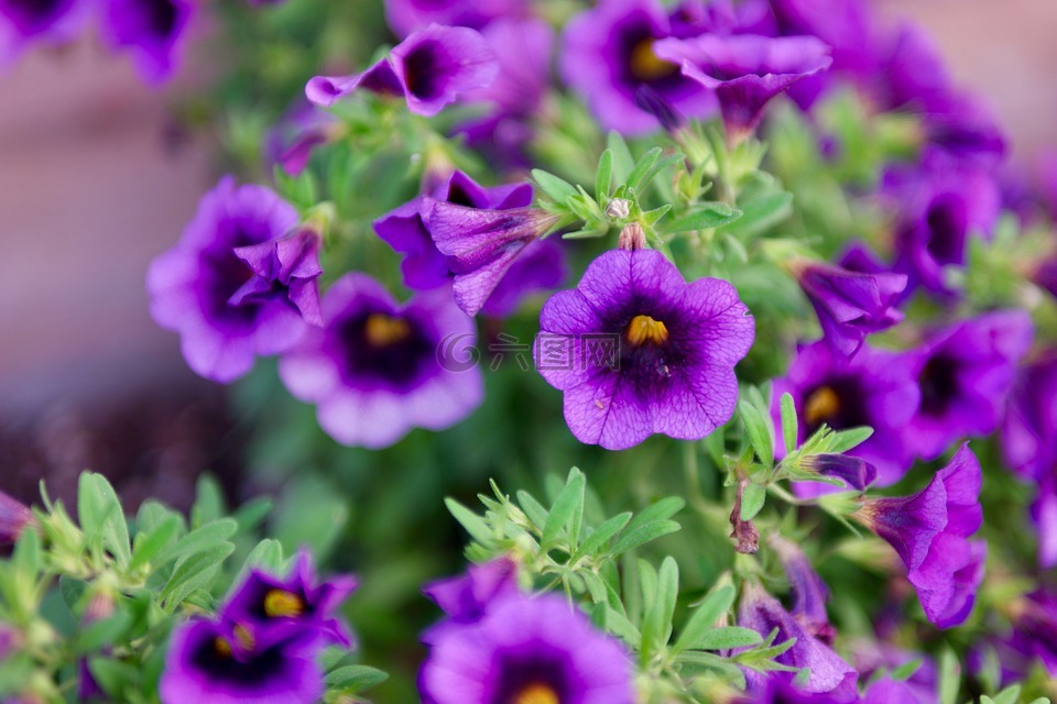 紫罗兰色,紫色,花