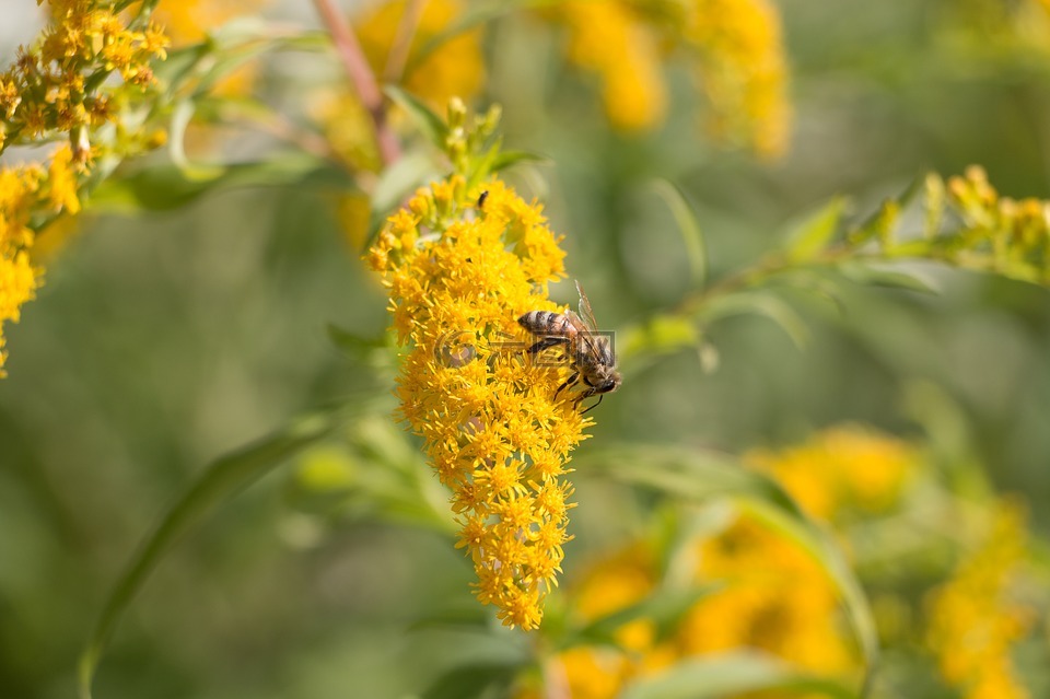 蜜蜂 花 蜂蜜高清图库素材免费下载 图片编号 六图网