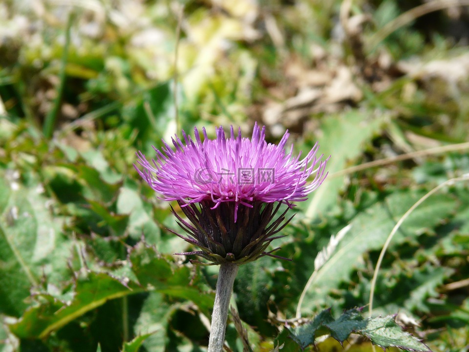 高山蓟,蓟,开花