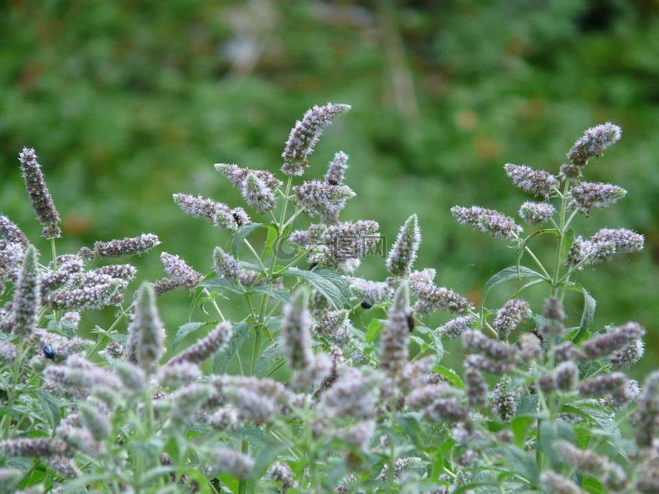 罗斯薄荷,薄荷 longifolia,开花