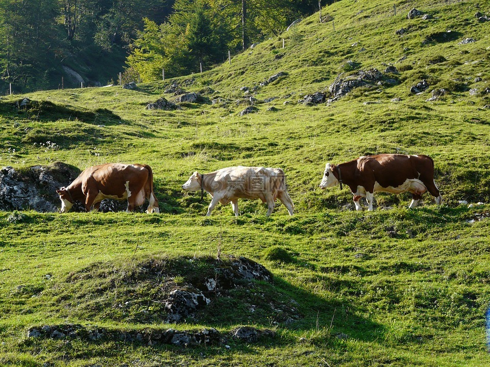 viehscheid,奶牛,almabtrieb