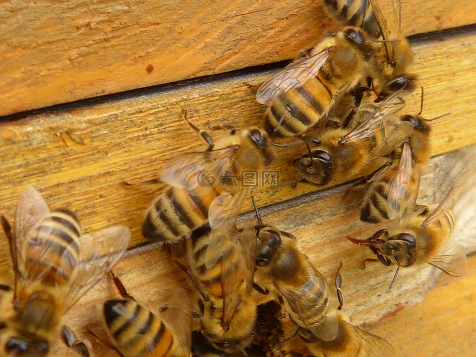 蜜蜂,昆虫,蜂箱
