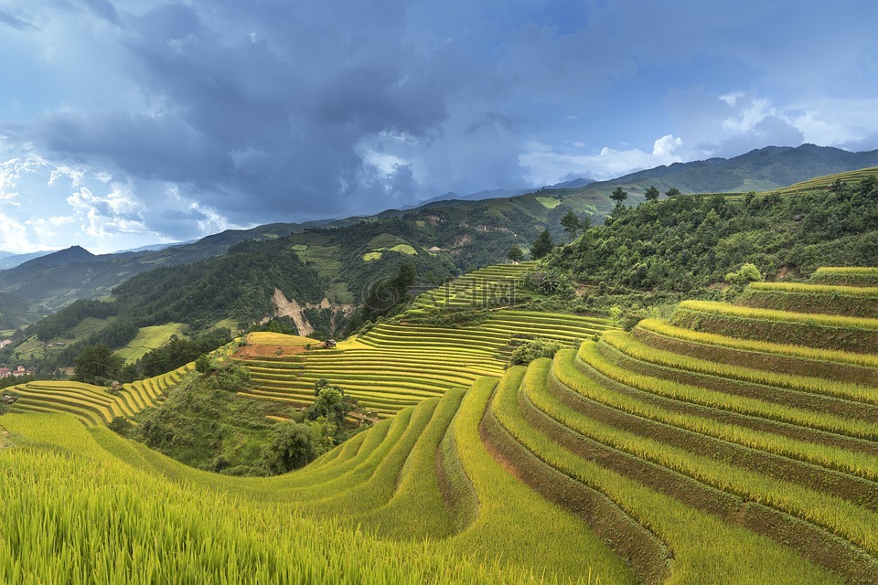 越南,米,稻田