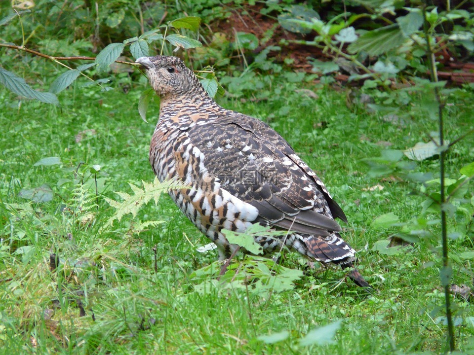 capercaillie,物种,女性