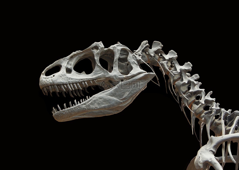 恐龙,allosaurus,骨架