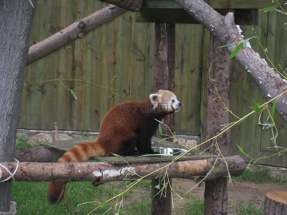小熊猫,尼赖吉哈佐,动物园
