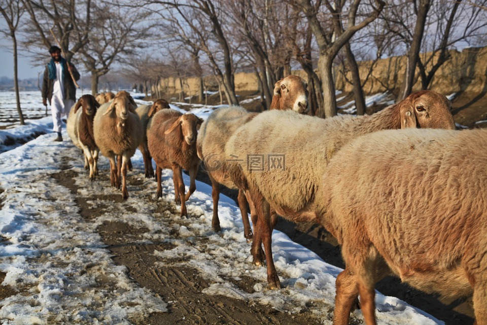 阿富汗,牧羊人,羊